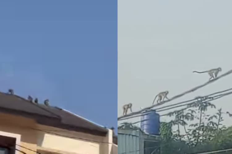 Rekaman video amatir memperlihatkan kawanan monyet berkeliaran di daerah Tangerang Selatan. (Tangkapan layar)